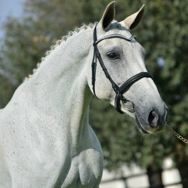 broodmares