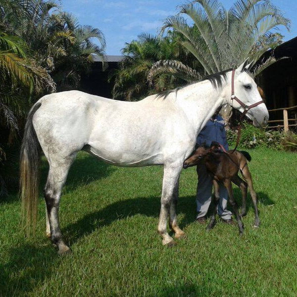 broodmares