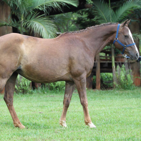 broodmares